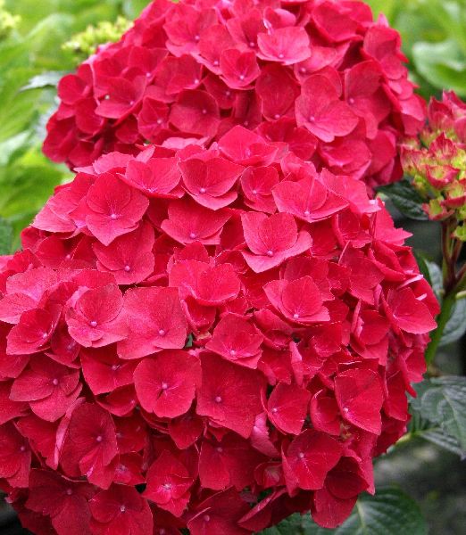 Hydrangea macrophylla 'Hot red'